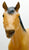 Stock Horse Stallion, Buckskin - Warehouse Find