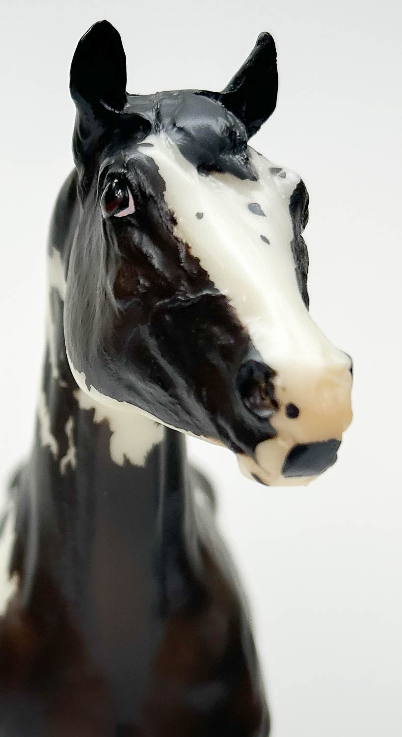 Stock Horse Stallion ~ Chocolate Chip Kisses