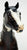 Stock Horse Stallion ~ Chocolate Chip Kisses