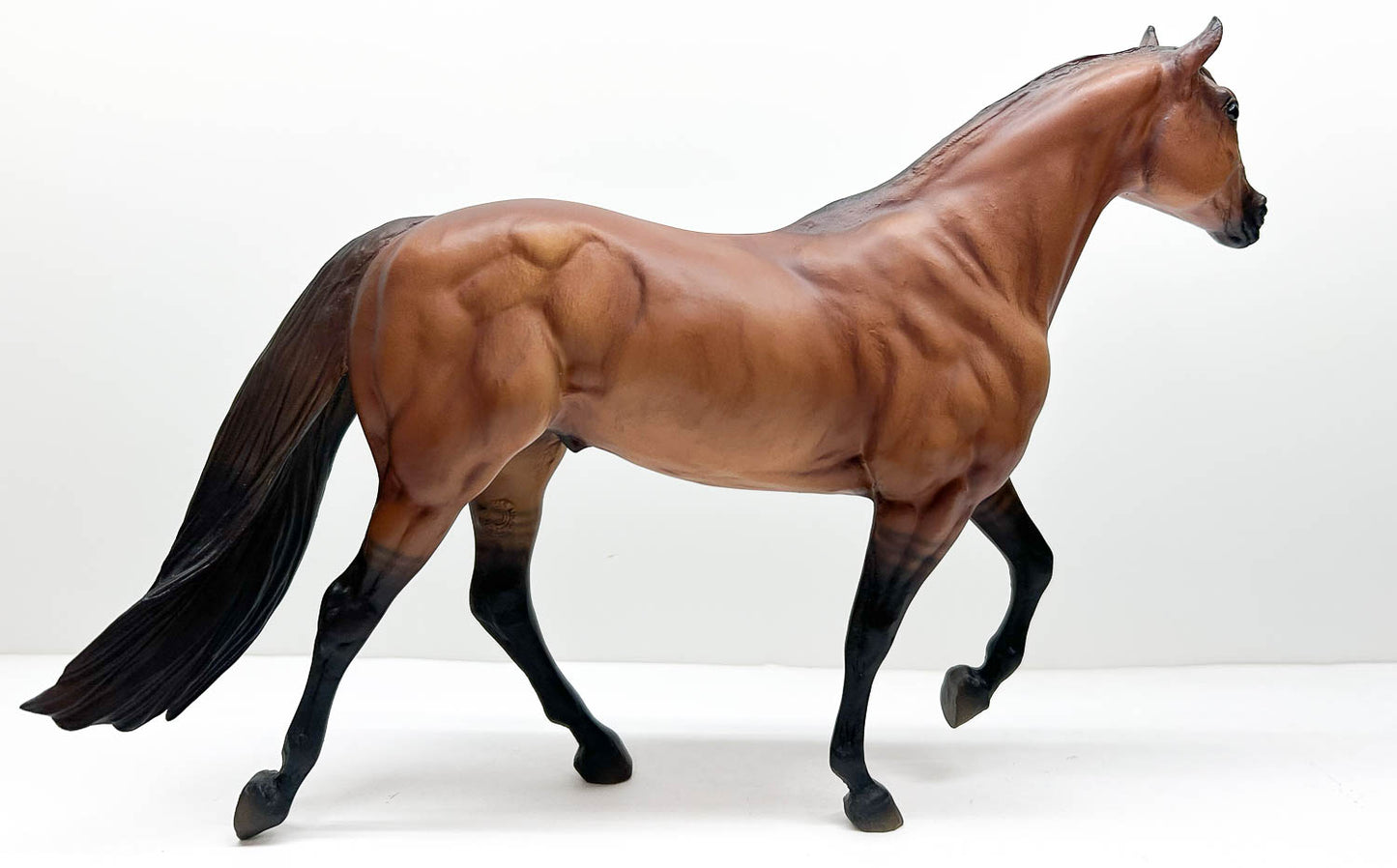 Stock Horse Stallion ~ Guy McLean's Nugget