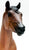 Stock Horse Stallion ~ Guy McLean's Nugget