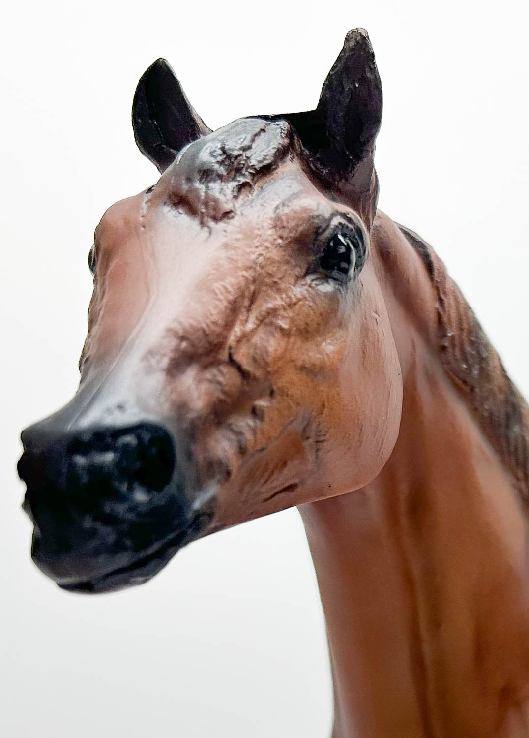 Stock Horse Stallion ~ Guy McLean's Nugget