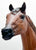 Stock Horse Stallion ~ Guy McLean's Nugget