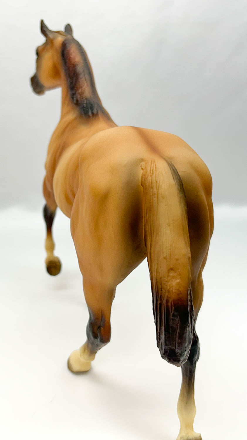 Stock Horse Stallion ~ Kiwi, Australian Horse and Saddle Set