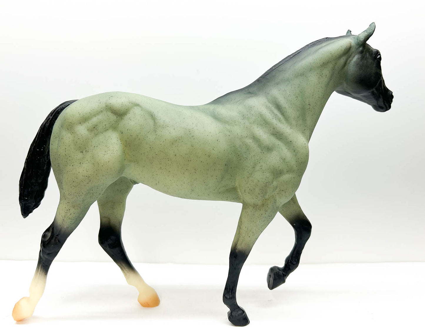 Stock Horse Stallion ~ Shane, American Ranch Horse