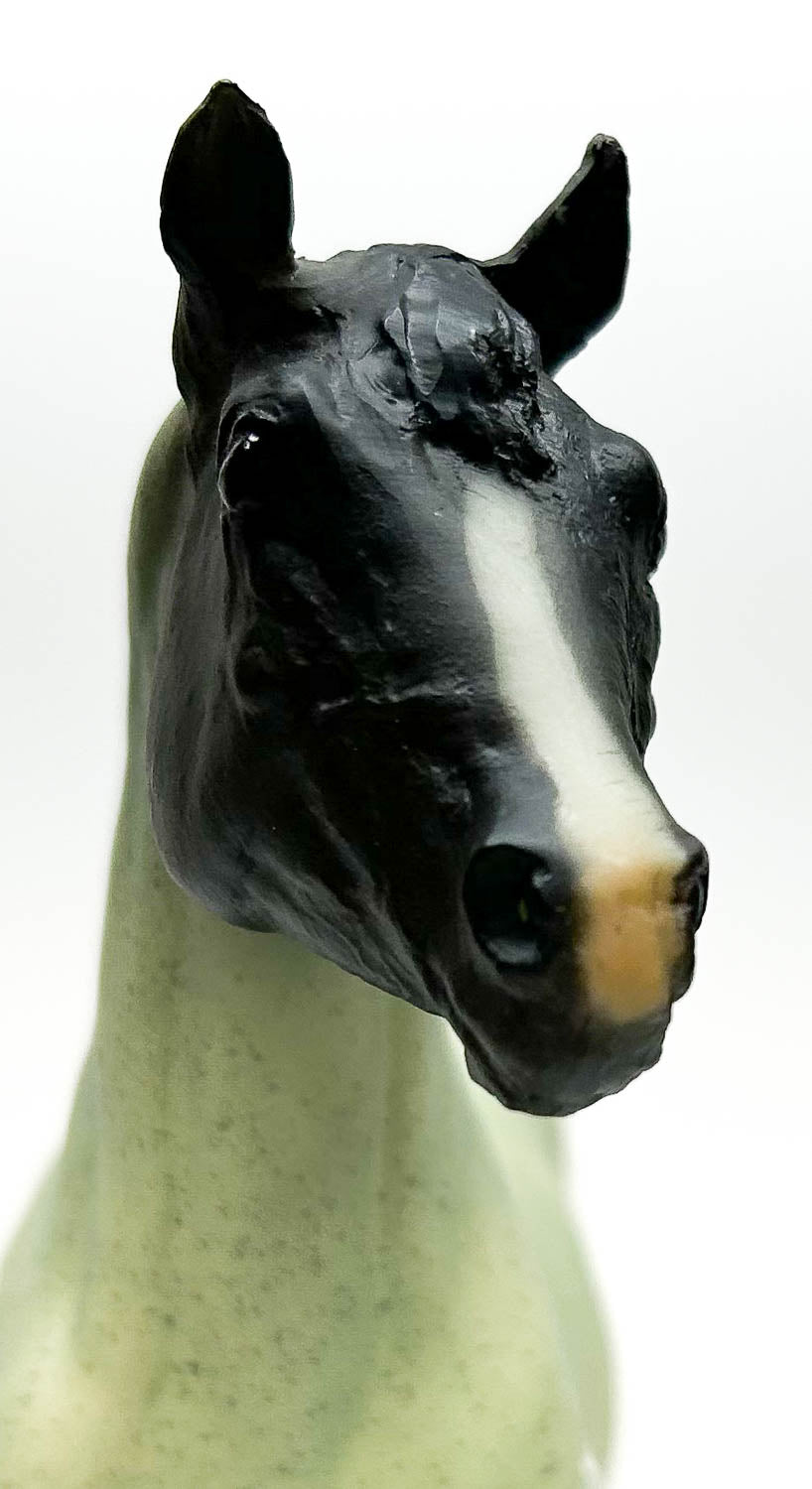 Stock Horse Stallion ~ Shane, American Ranch Horse