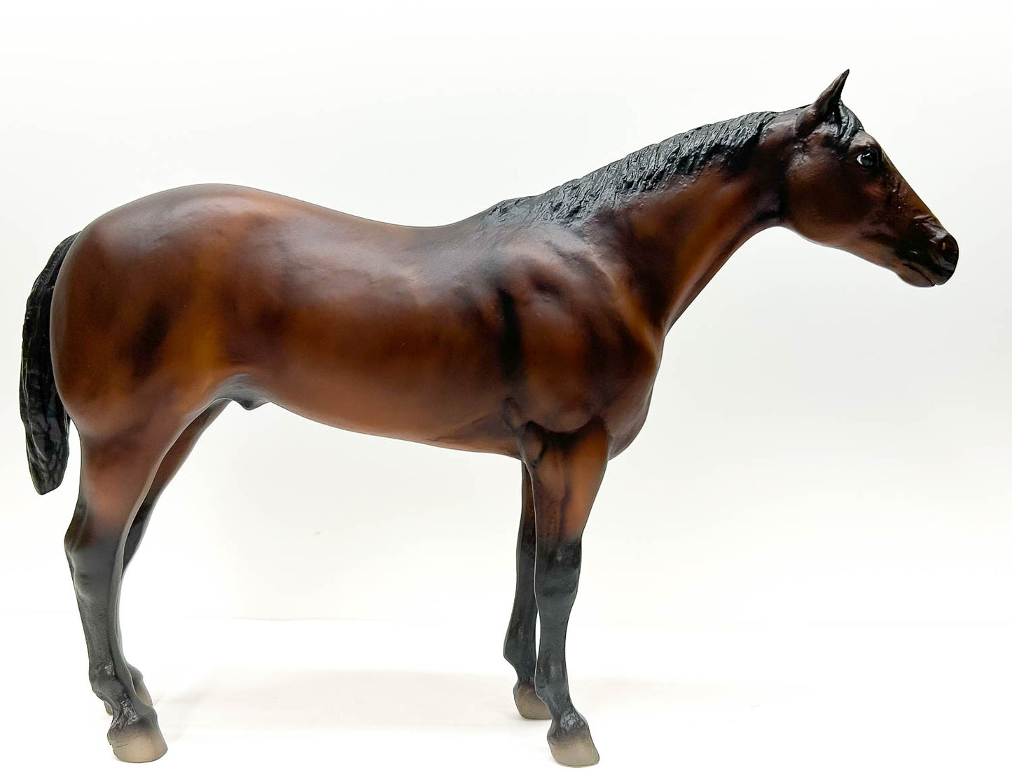 Stud Spider ~ Comanche - Saddle Club Series