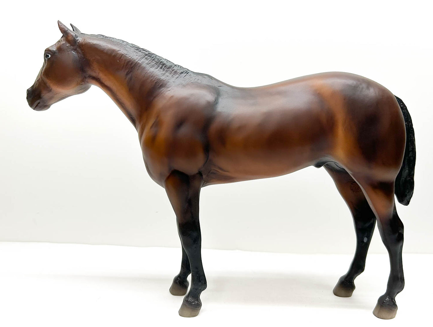 Stud Spider ~ Comanche - Saddle Club Series