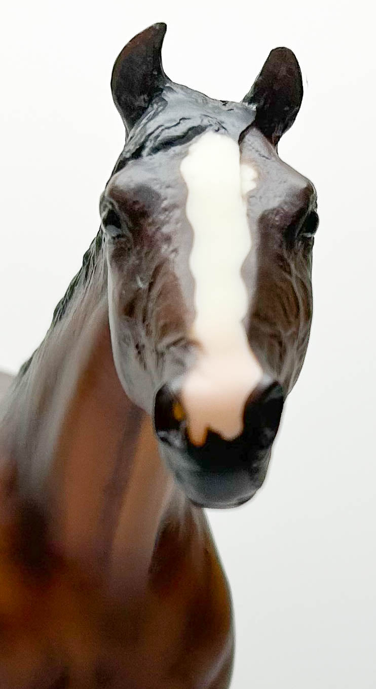 Stud Spider ~ Comanche - Saddle Club Series