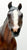 Stud Spider ~ Comanche - Saddle Club Series