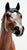 Trakehner ~ Jamaica - WEG 2010 SR - Only 500 Made