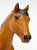 Action Stock Horse Foal, Bay Pinto