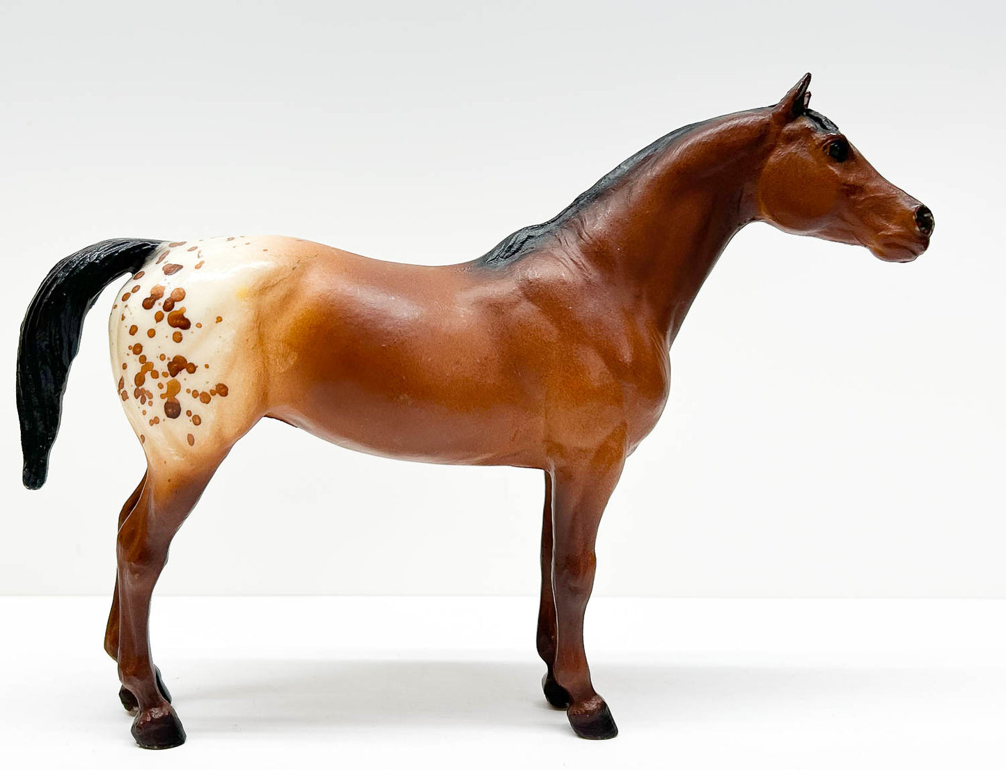 Pony of the Americas, Bay Appaloosa