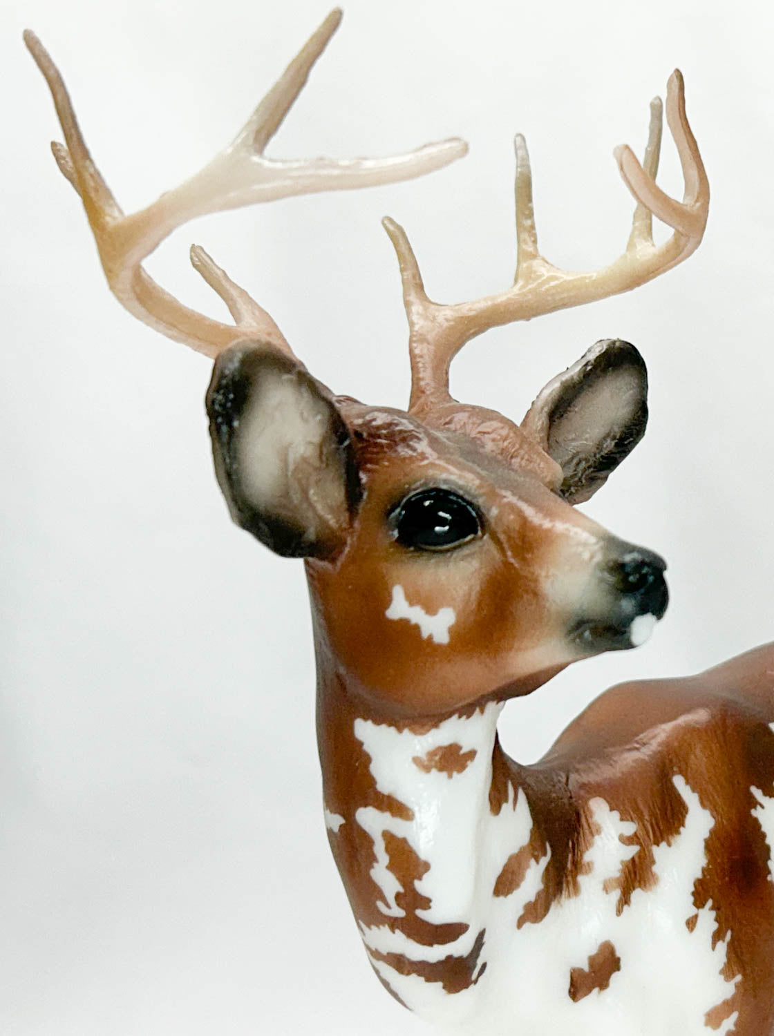 Buck Deer ~ Garret - Web Special