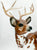 Buck Deer ~ Garret - Web Special