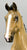 Irish Sport Horse ~ Glossy Jasper