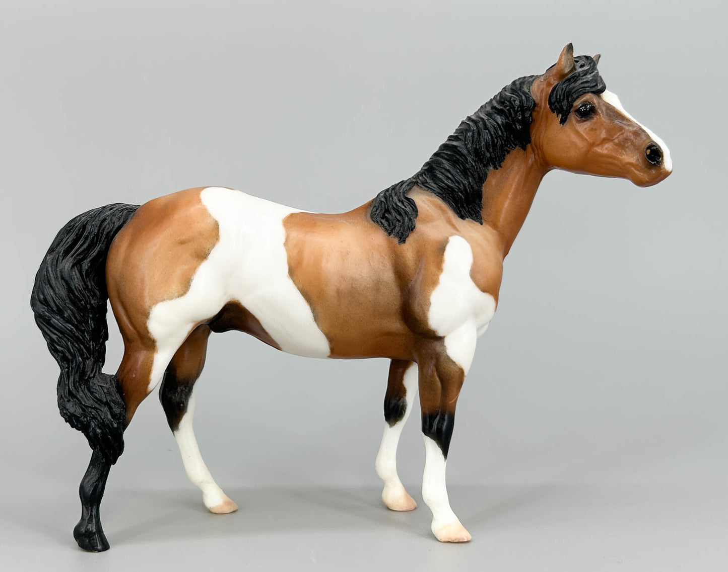 Quarter Horse Stallion, Custom Buckskin Pinto