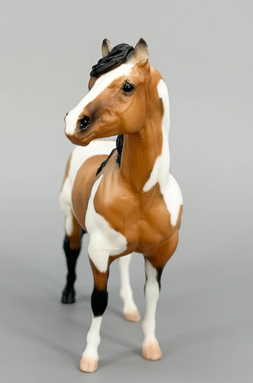Quarter Horse Stallion, Custom Buckskin Pinto