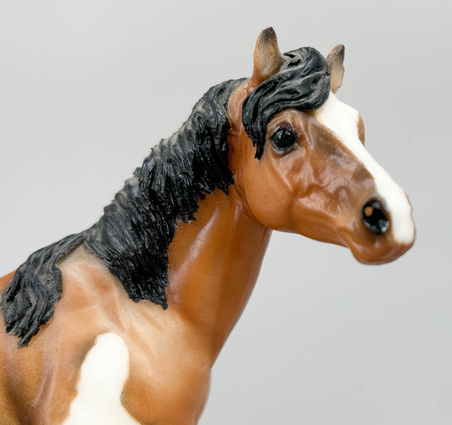 Quarter Horse Stallion, Custom Buckskin Pinto