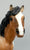 Quarter Horse Stallion, Custom Buckskin Pinto
