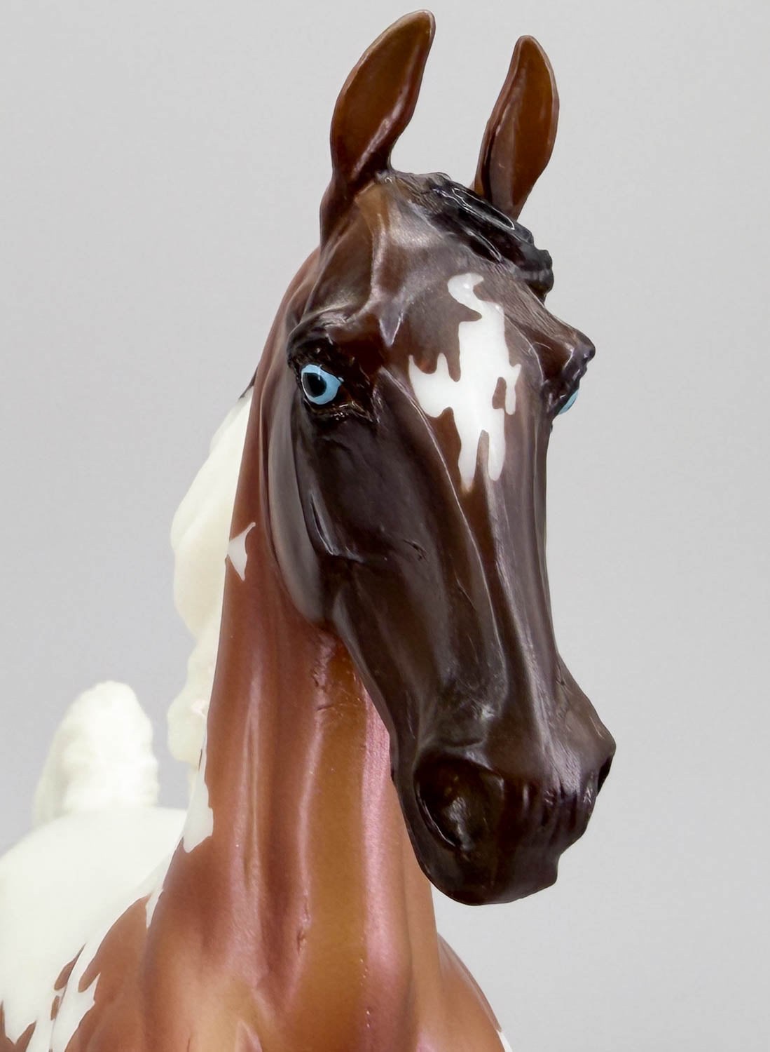 American Saddlebred ~ Salem - 2019 Halloween Classic Web Special