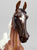 American Saddlebred ~ Salem - 2019 Halloween Classic Web Special