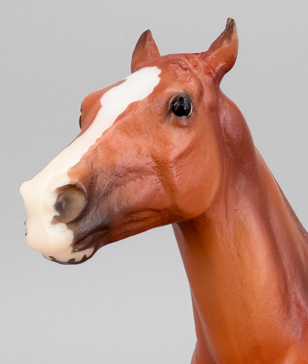Polo Pony ~ Santino, Chestnut Appaloosa - Web Special