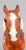 Polo Pony ~ Santino, Chestnut Appaloosa - Web Special