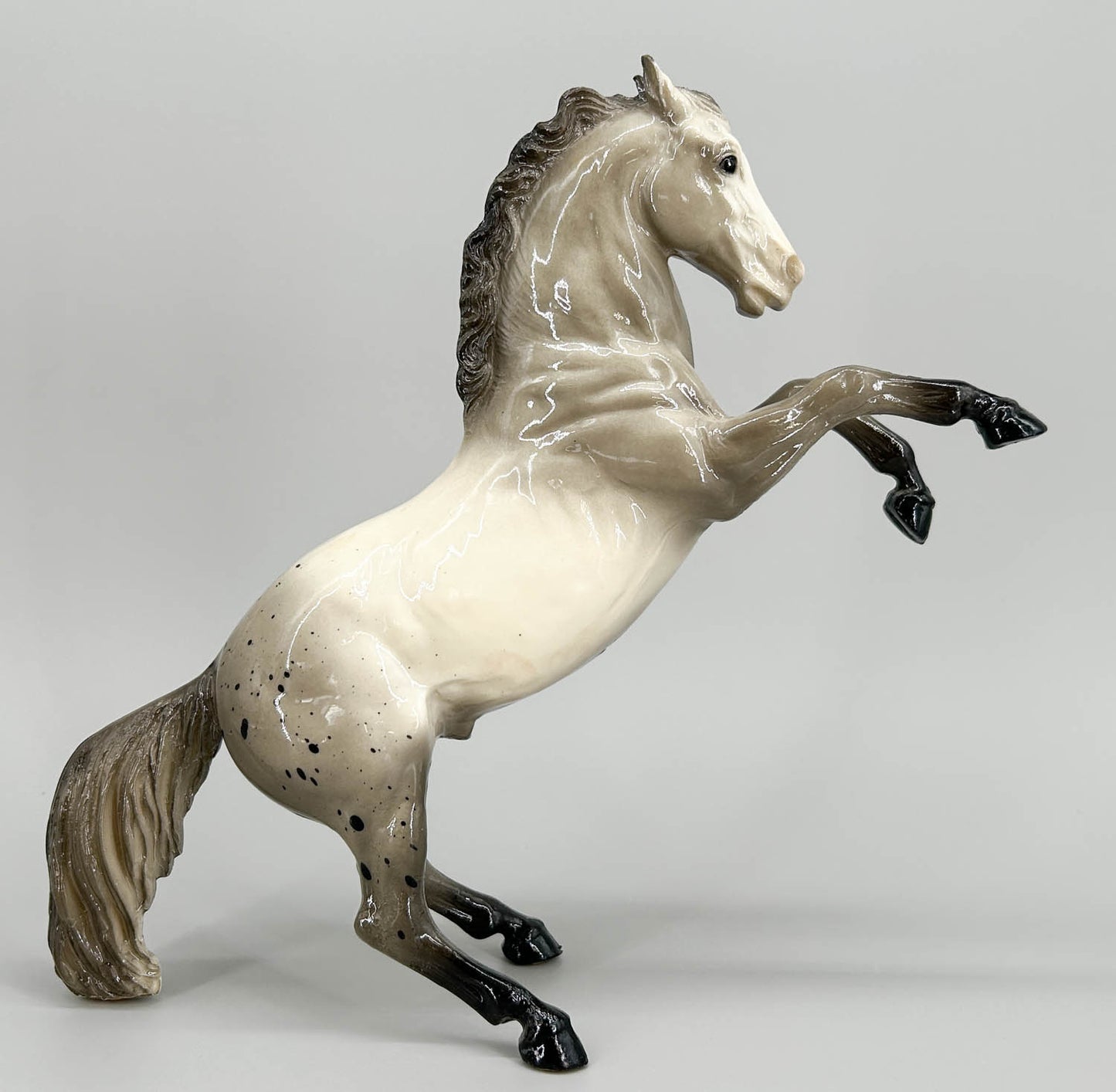 Fighting Stallion, Glossy Grey Appaloosa