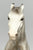Fighting Stallion, Glossy Grey Appaloosa