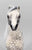 Proud Arabian Mare, Custom Flocked Dapple Grey