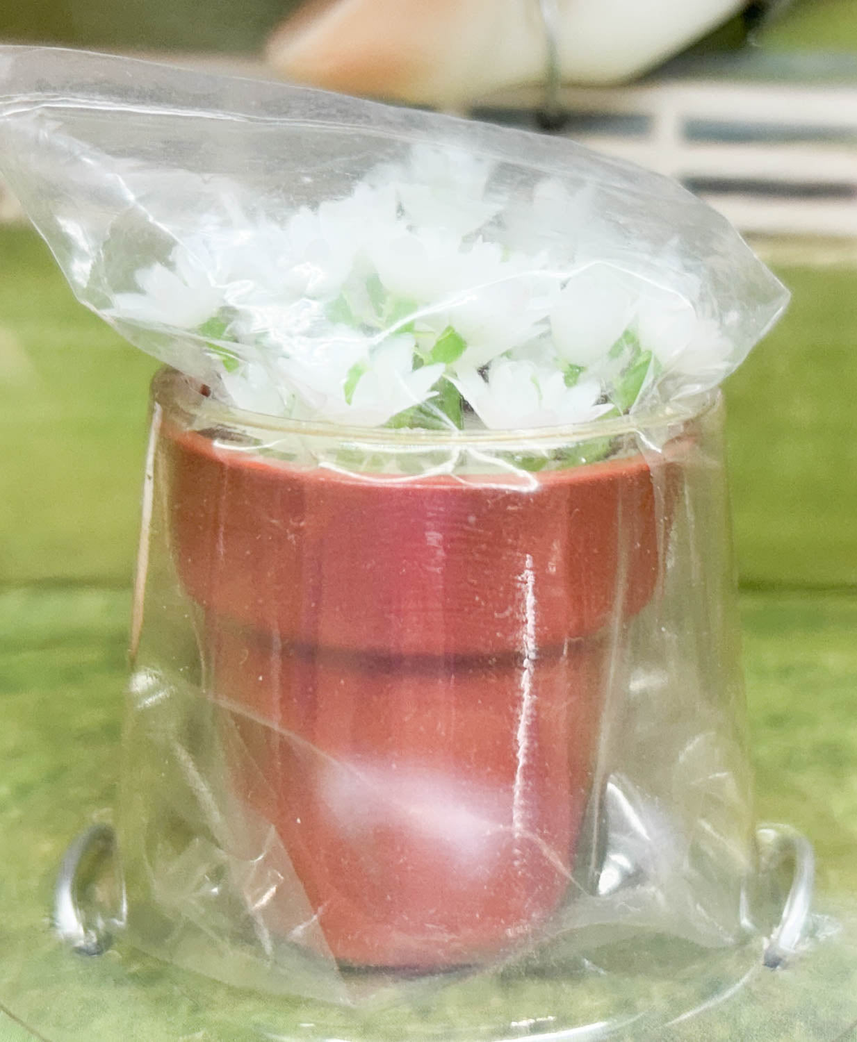 Gem Twist ~ Picture Perfect Thoroughbred - 6-Month Release