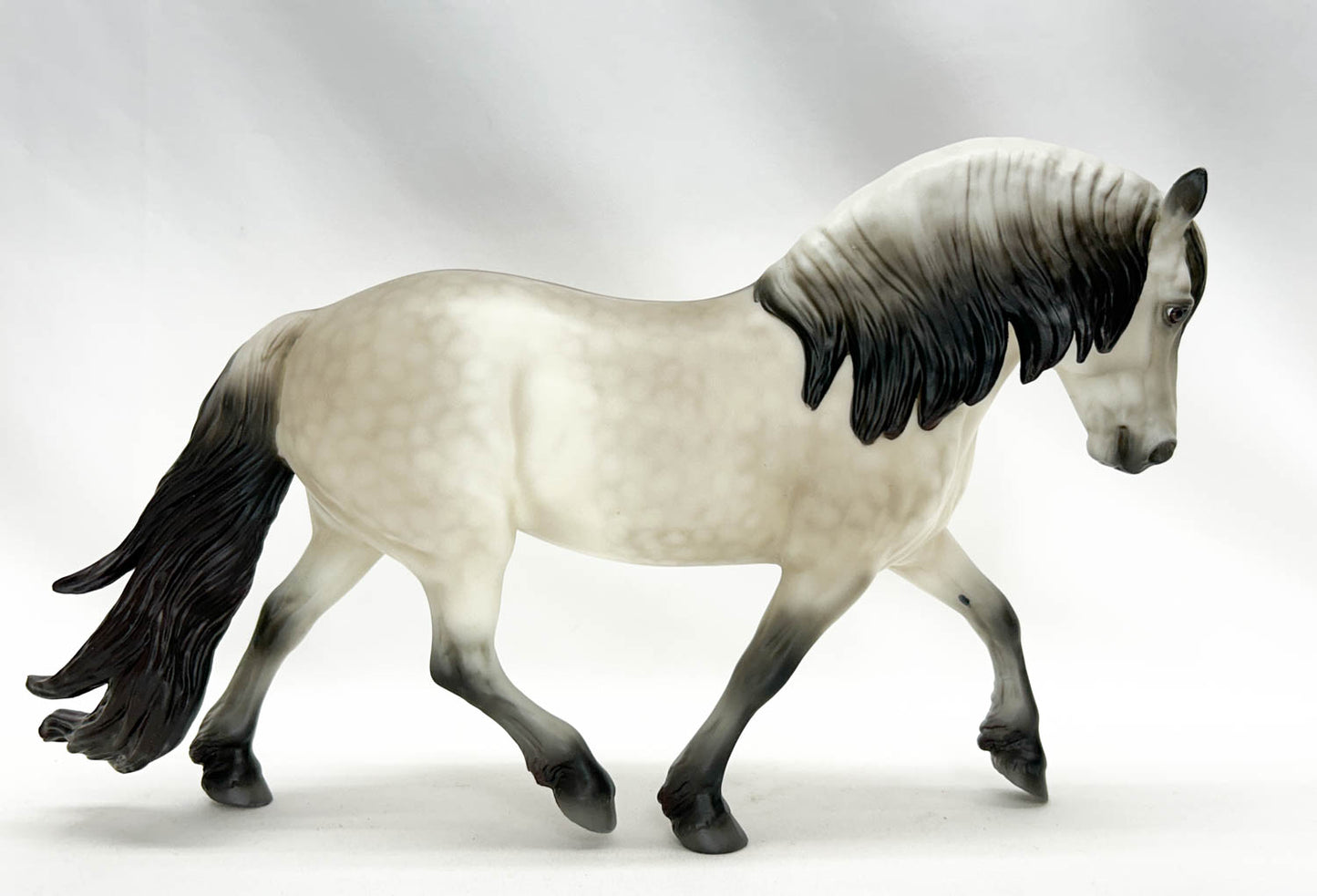 Highland Pony Stallion ~ Rowan - 2025 Premier Club