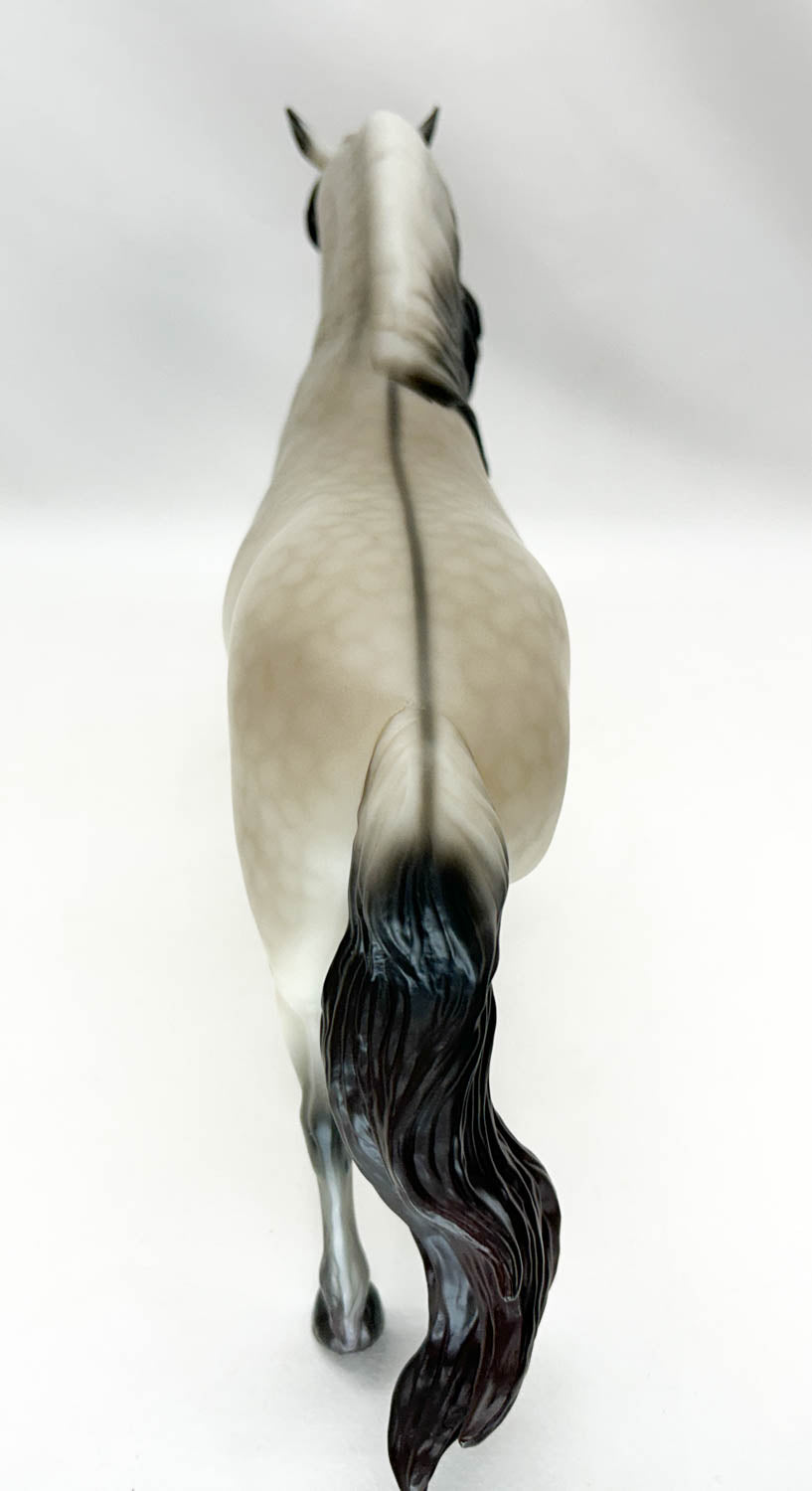 Highland Pony Stallion ~ Rowan - 2025 Premier Club