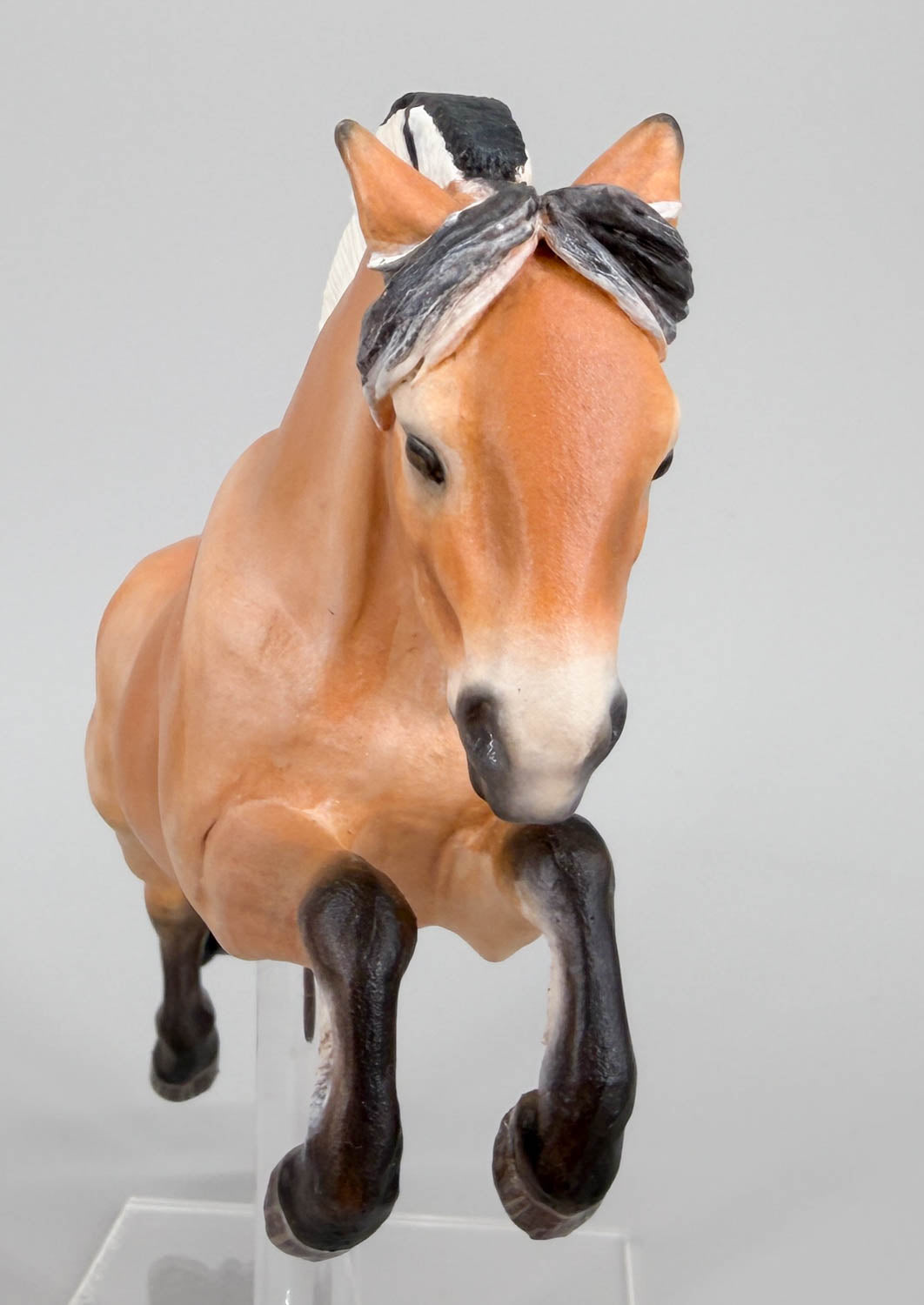 Jumping Fjord Mare - Drastic Custom from Cl Mustang Mare