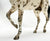 Lonesome Glory, Dark Bay Leopard Appaloosa - Custom Etchie by Lindy Pinkham