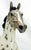 Lonesome Glory, Dark Bay Leopard Appaloosa - Custom Etchie by Lindy Pinkham