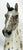 Lonesome Glory, Dark Bay Leopard Appaloosa - Custom Etchie by Lindy Pinkham
