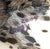 Lonesome Glory, Dark Bay Leopard Appaloosa - Custom Etchie by Lindy Pinkham