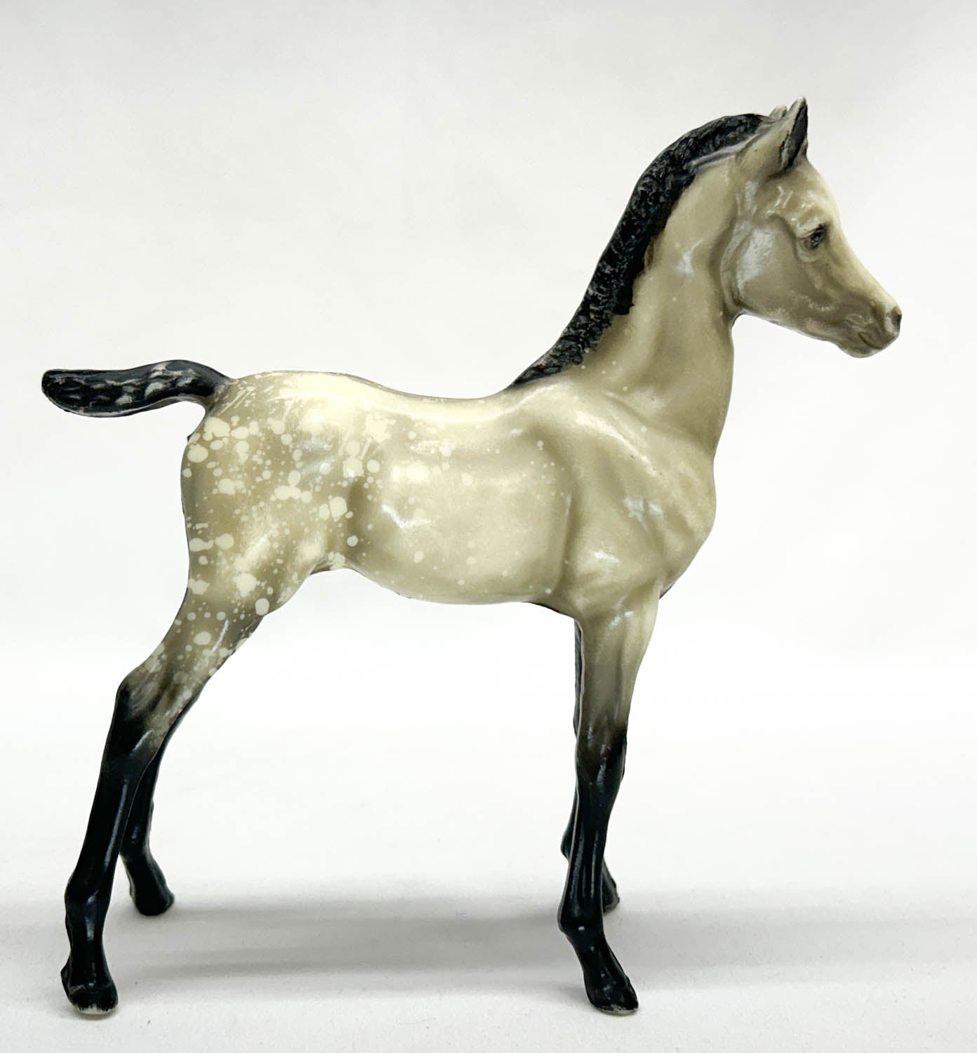 Proud Arabian Foal, Black-Point Dapple Grey - Rump Spot Pattern!