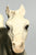 Running Foal ~ Spice, Smoke