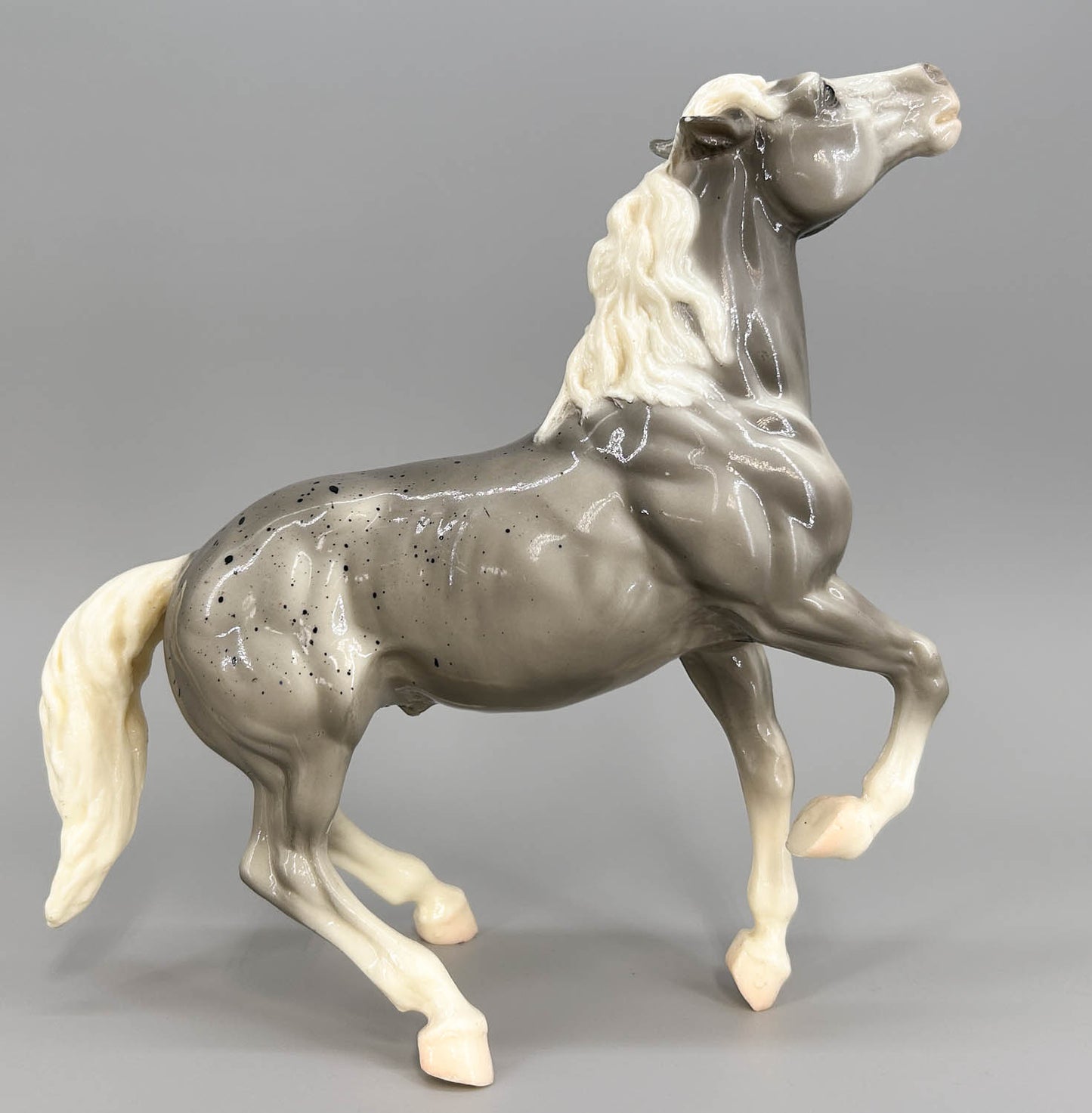 Semi-Rearing Mustang, Grey Appaloosa