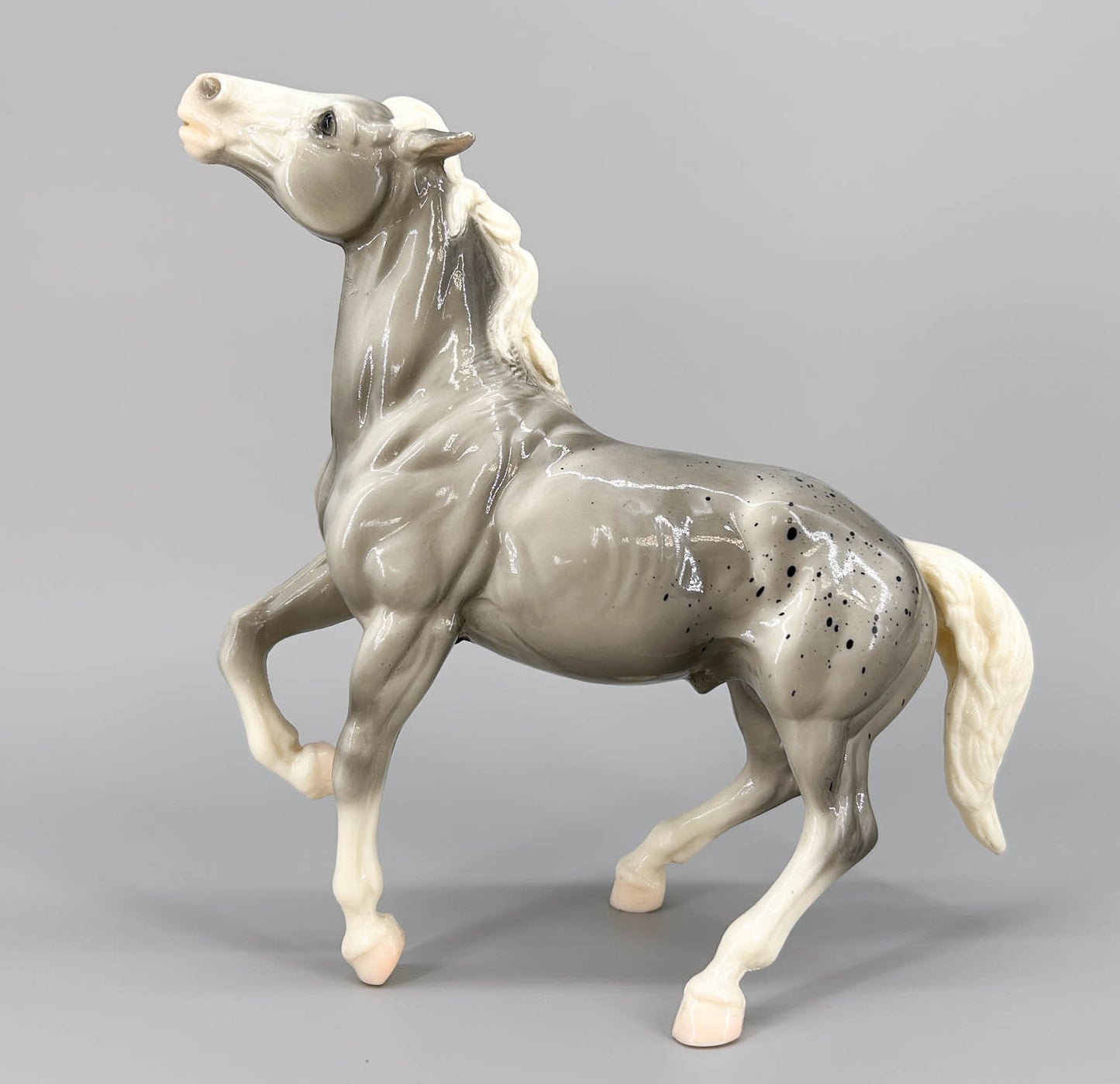 Semi-Rearing Mustang, Grey Appaloosa