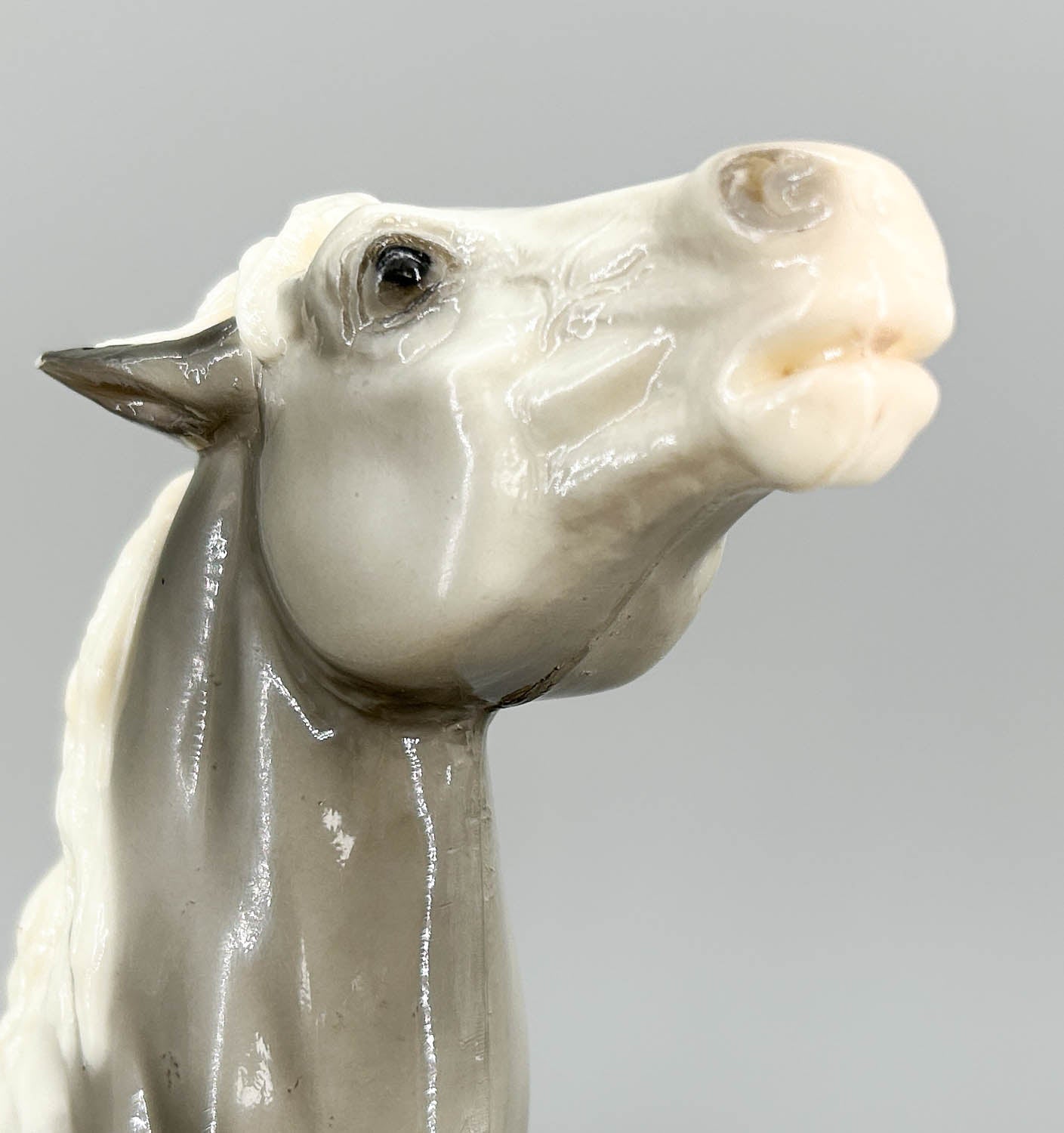 Semi-Rearing Mustang, Grey Appaloosa