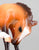 Scratching Foal - Breyer Gallery Porcelain w/Box