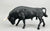 Spanish Fighting Bull, Black
