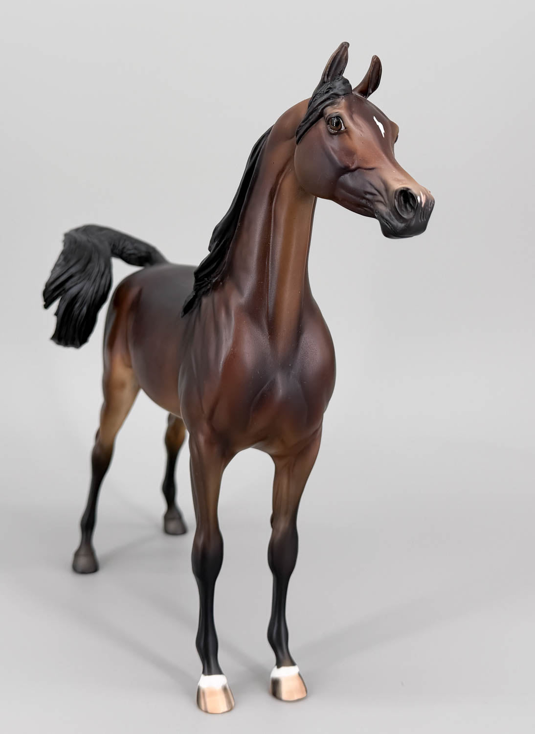 Arabian, Liver Chestnut - Factory Customized One-Of-A-Kind DAH