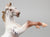 Chips Rearing, Chestnut Varnish Appaloosa with SHADOW - One-of-a-Kind