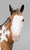 Weanling ~ After Party - One-Of-A-Kind DAH