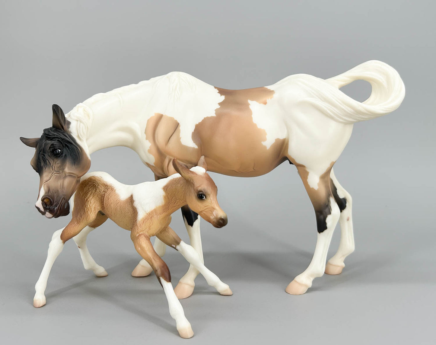 Susecion & Le Fire ~ Pinto Half-Arabian Family - JC Penney SR